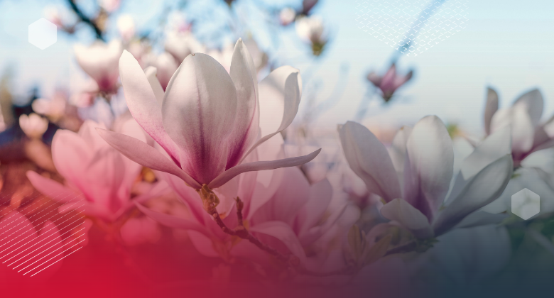 Picture of the yulan flower